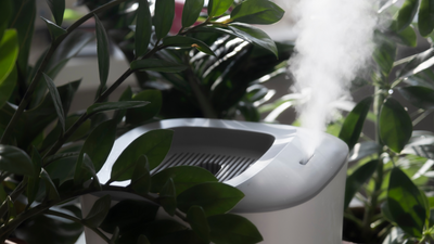 Zimmerpflanzen und Luftfeuchtigkeit: Warum sie wichtig ist und wie du sie optimal für deine Pflanzen erhältst