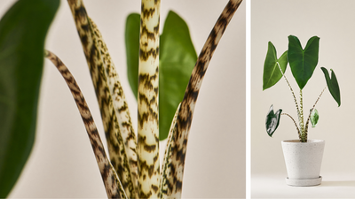Alocasia Zebrina: Die perfekte Zimmerpflanze für Pflanzenliebhaber