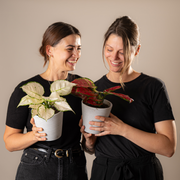 Kolbenfaden (Aglaonema Cherry Baby und Aglaonema White Joy) mit den Gründerinnen von Mary and Plants bei einem Produkt Shooting