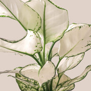 Kolbenfaden (Aglaonema White Joy) Nahaufnahme im Detail im Anzuchttopf