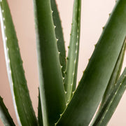 Echte Aloe Vera (Aloe Barbadensis) Nahaufnahme im Detail im Anzuchttopf