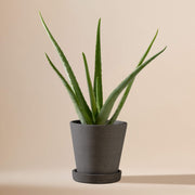 Echte Aloe Vera (Aloe Barbadensis) fertig eingetopft mit Schweizer Bio Erde im HAY Designer Topf