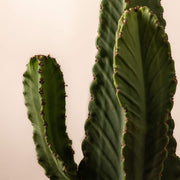 Wolfsmilch-Kaktus (Euphorbia Ingens) Nahaufnahme im Detail im Anzuchttopf
