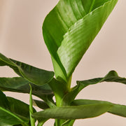 Bananenpflanze (Musa Tropicana) Nahaufnahme im Detail im Anzuchttopf