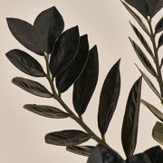 Schwarze Glücksfeder (Zamioculcas zamiifolia Black Raven) Nahaufnahme im Detail im Anzuchttopf