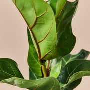 Geigenfeige (Ficus Lyrata) Nahaufnahme im Detail im Anzuchttopf