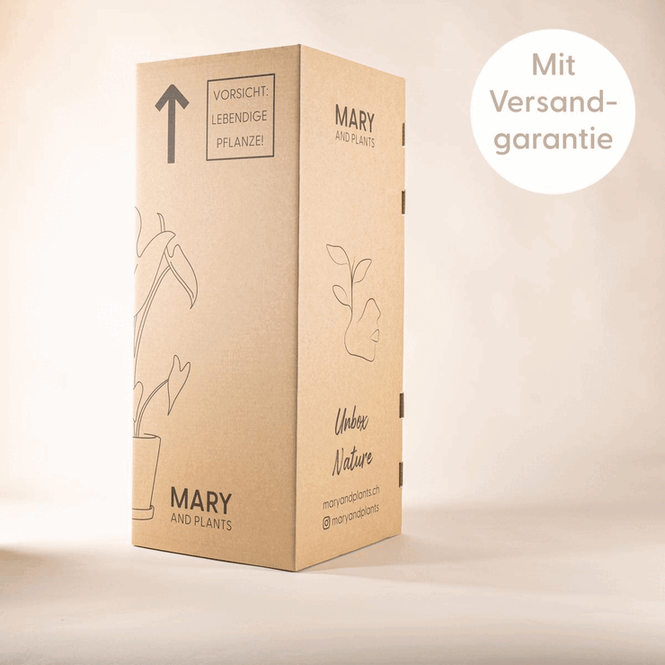 Bananenpflanze (Musa Tropicana) Bruchsichere Karton Verpackung für das Versenden von Zimmerpflanzen bei Mary and Plants in der ganzen Schweiz mit Versandgarantie