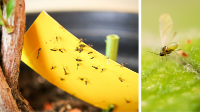 Schädlinge bei Zimmerpflanzen: Trauermücken den Kampf ansagen