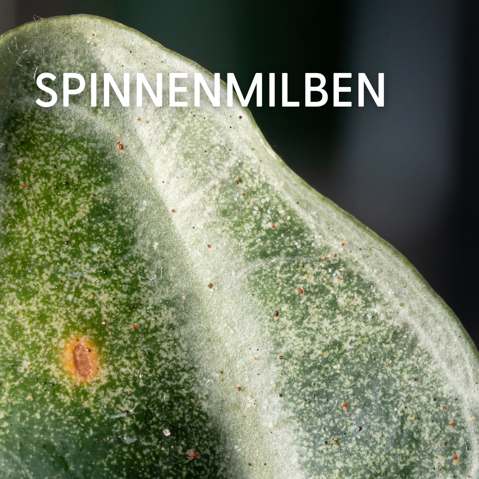 Spinnmilben: Erkennen, vorbeugen & bekämpfen