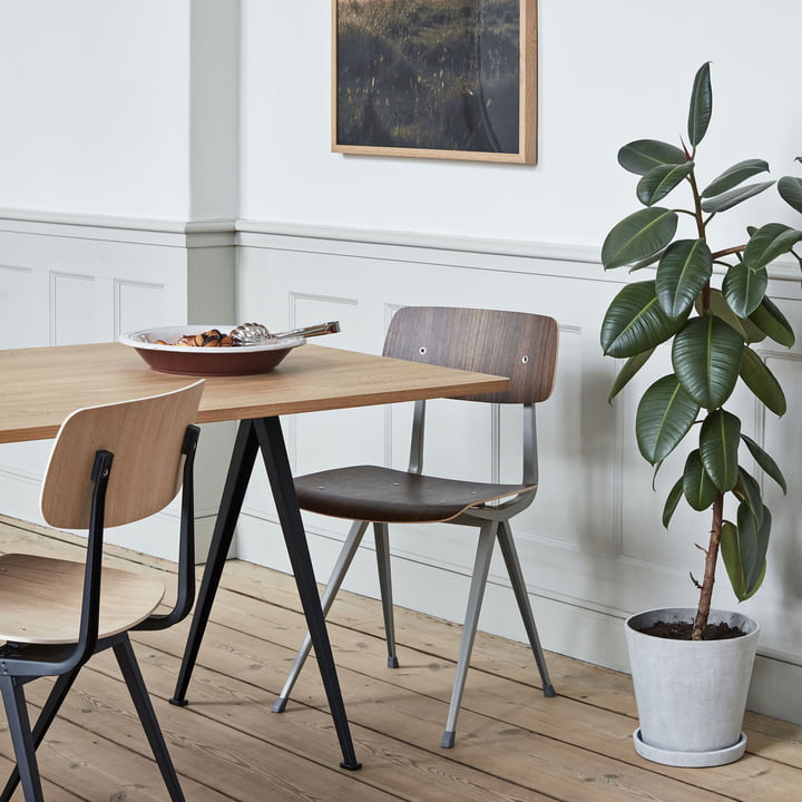 Interior Zimmerpflanze Ficus Elastica Robustav on Mary and Plants im Pflanzgefäss mit Abfliessloch und Unterteller von HAY Design in Hellgrau aus natürlichen Material im Esszimmer neben einem Esstisch und zwei Stühlen