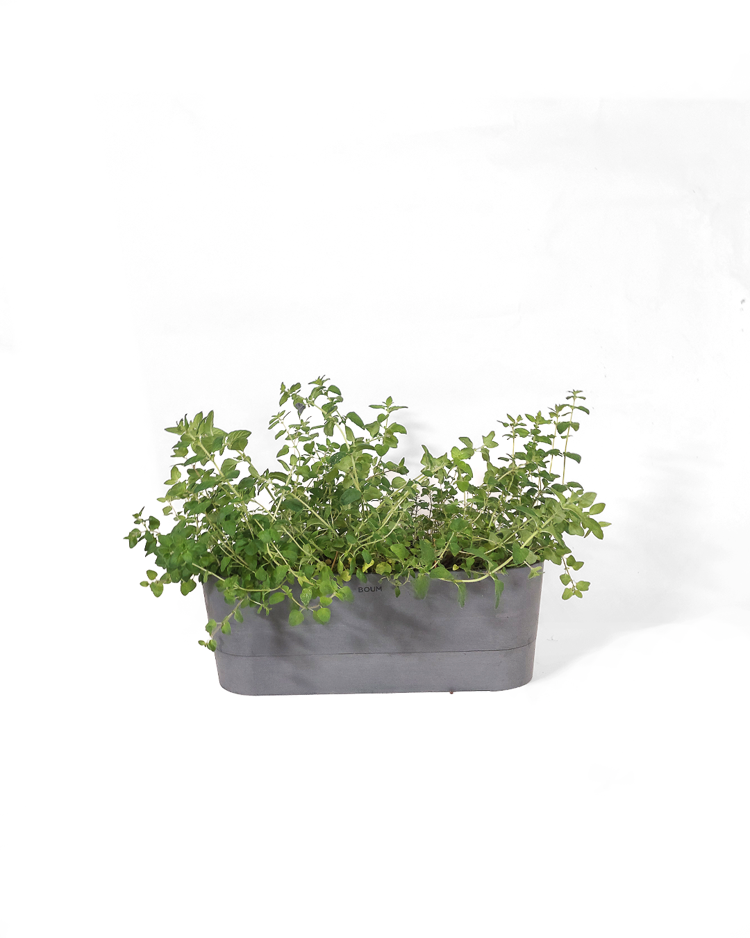 Setzling Oregano "Mediterran"