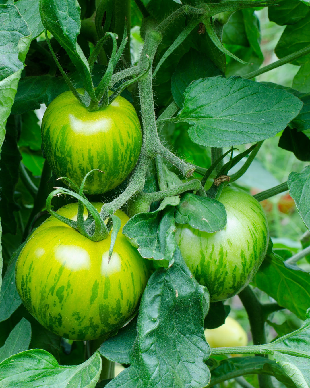 Setzling Tomate "Green Zebra"