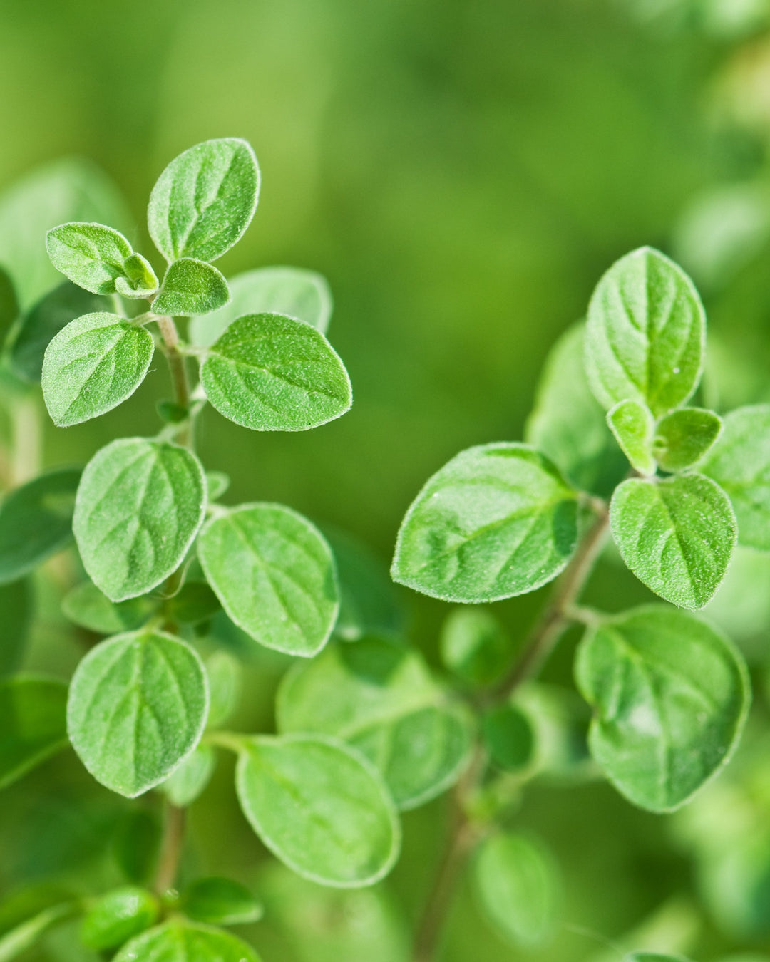 Setzling Oregano "Mediterran"