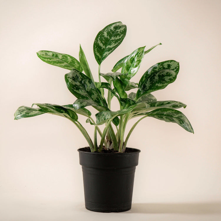 Kolbenfaden (Aglaonema Amazon Silver) im Anzuchttopf