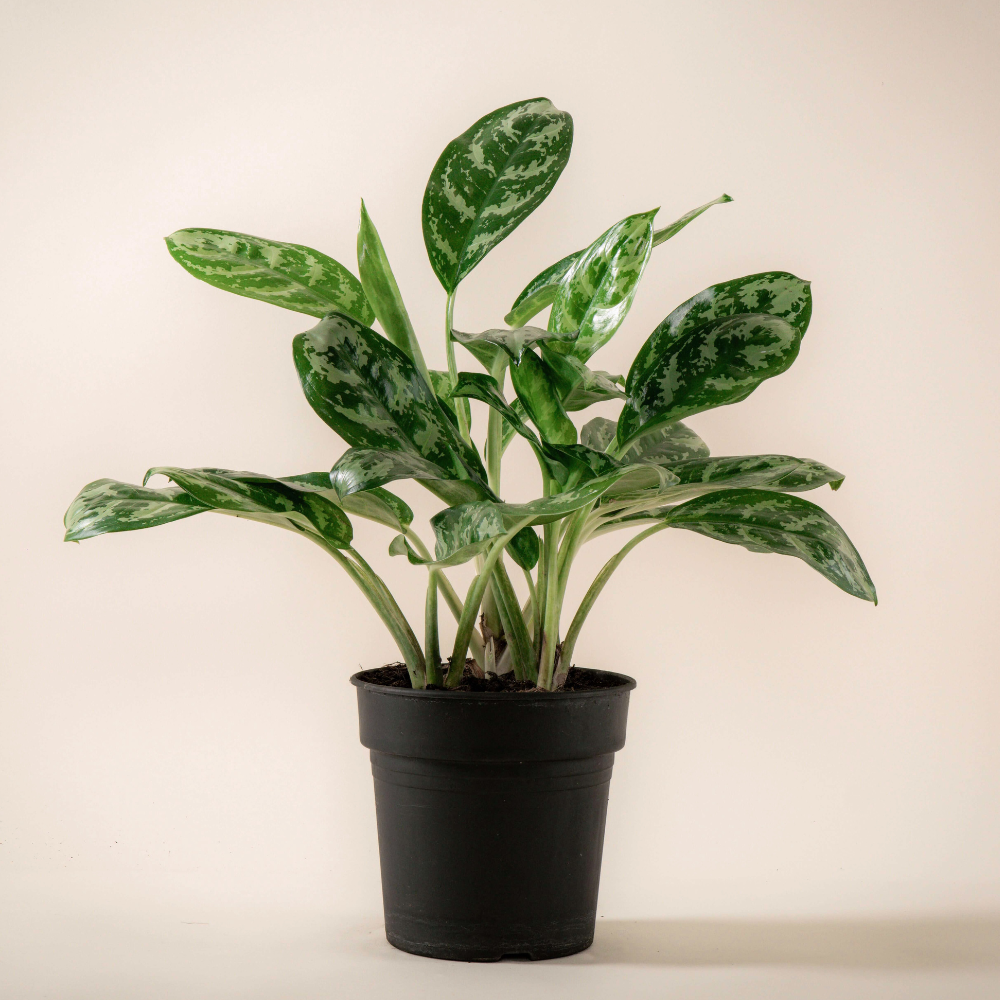 Kolbenfaden (Aglaonema Amazon Silver) im Anzuchttopf