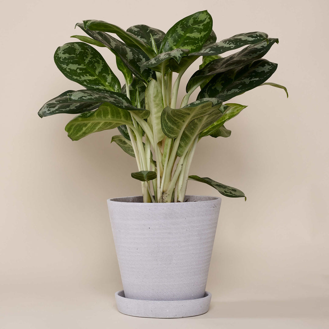 Kolbenfaden (Aglaonema Amazon Silver) fertig eingetopft mit Schweizer Bio Erde im HAY Designer Topf