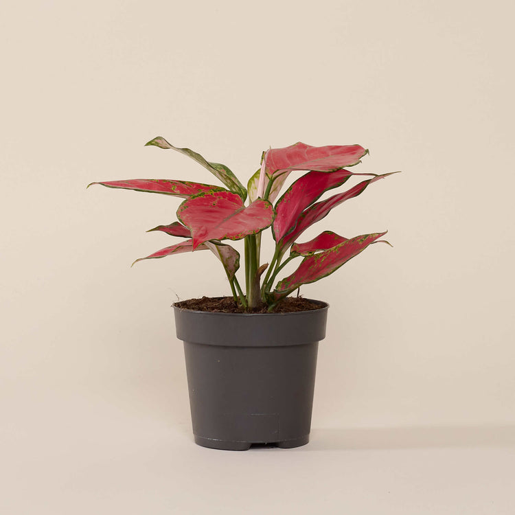 Kolbenfaden (Aglaonema Cherry Baby) im Anzuchttopf