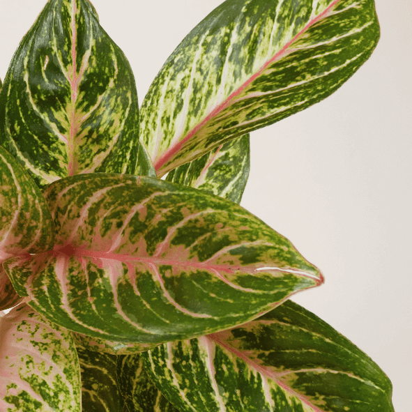 Kolbenfaden (Aglaonema Coco Melon) Nahaufnahme im Detail