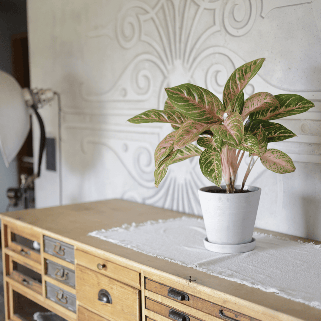 Kolbenfaden (Aglaonema Coco Melon) fertig eingetopft mit Schweizer Bio Erde im HAY Designer Topf Interior auf einer Kommode