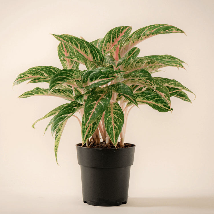 Kolbenfaden (Aglaonema Coco Melon) im Anzuchttopf