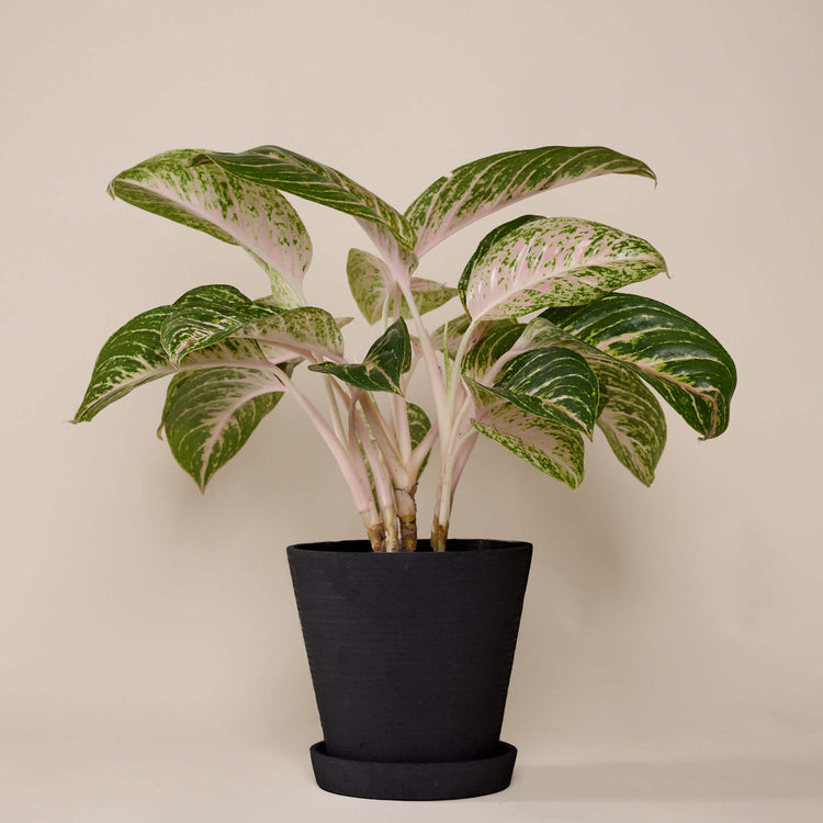 Kolbenfaden (Aglaonema Coco Melon) fertig eingetopft mit Schweizer Bio Erde im HAY Designer Topf