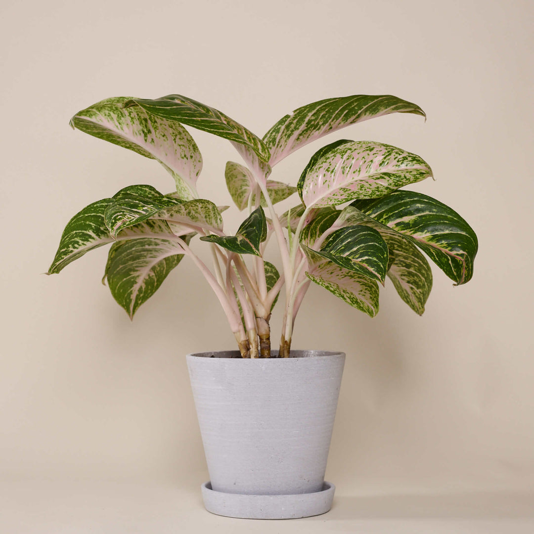 Kolbenfaden (Aglaonema Coco Melon) fertig eingetopft mit Schweizer Bio Erde im HAY Designer Topf