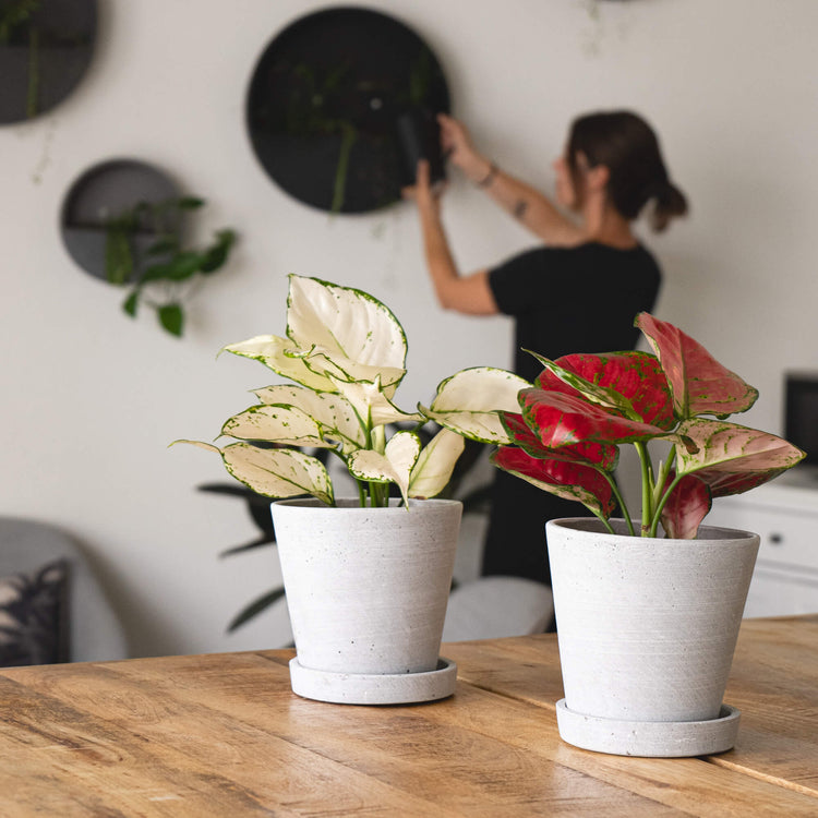 Kolbenfaden (Aglaonema Cherry Baby und Aglaonema White Joy) fertig eingetopft mit Schweizer Bio Erde im hellgrauen HAY Designer Topf auf einem Tisch mit Mary im Hintergrund und Pottery Pots Hanging Wally