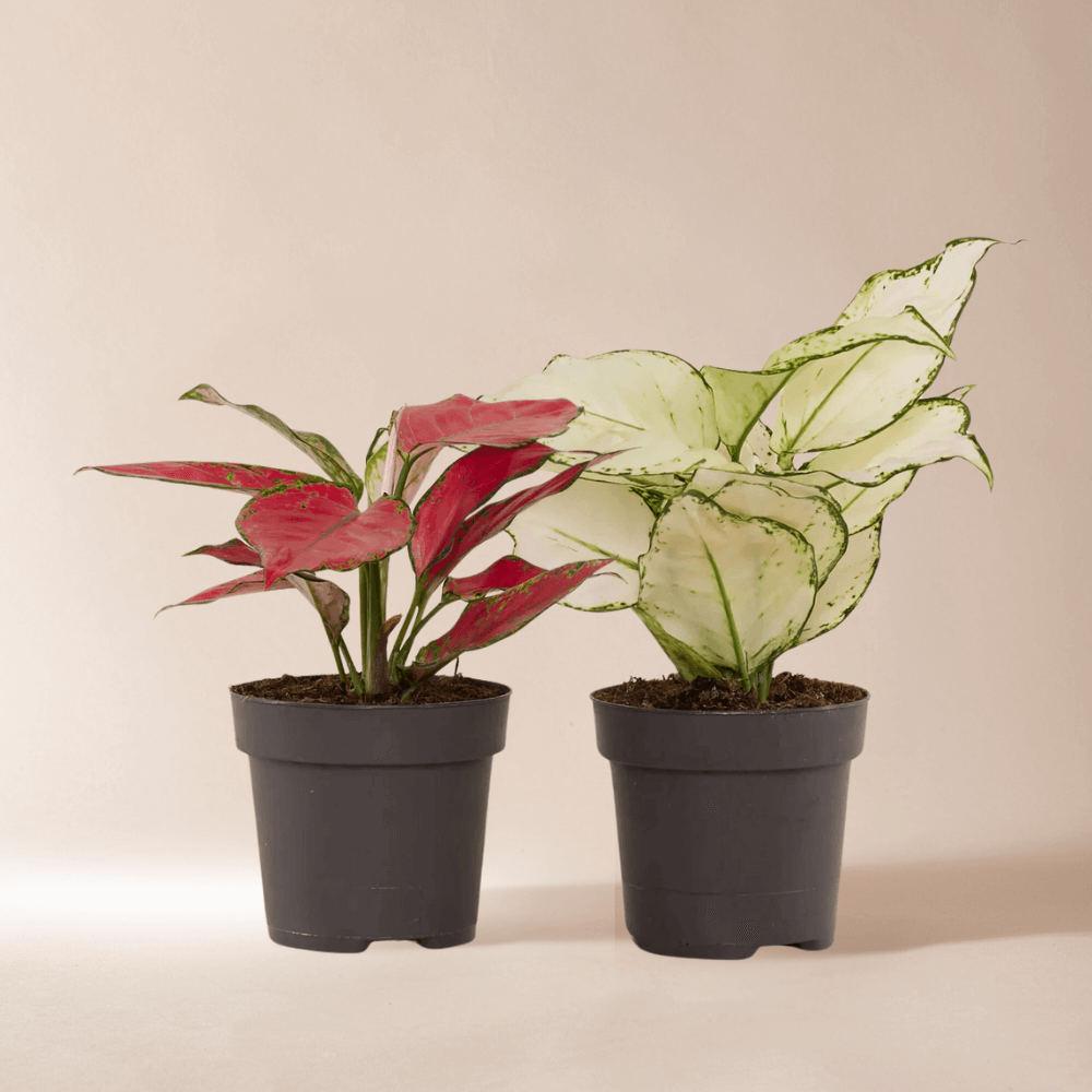 Aglaonema Duo