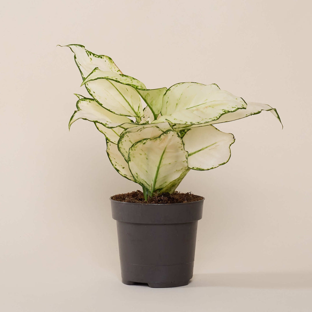 Kolbenfaden (Aglaonema White Joy) im Anzuchttopf