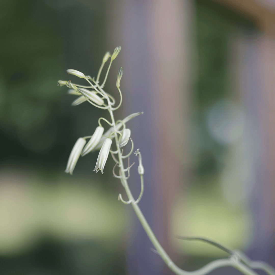 Aloe Maidu Nahaufnahme der Blüte im Detail