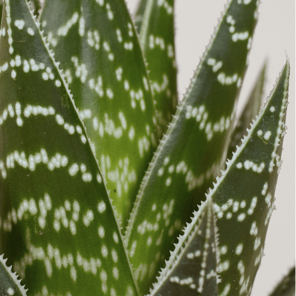 Aloe Tiki Tahi Nahaufnahme im Detail