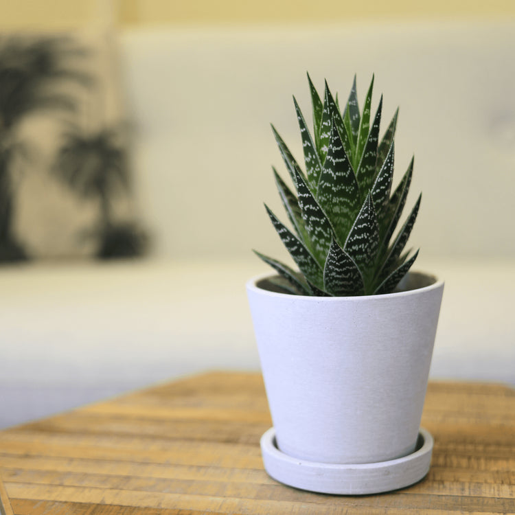 Aloe Tiki Tahi fertig eingetopft mit Schweizer Bio Erde im HAY Designer Topf Interior auf einem Tisch vor einer Couch mit Palmenkissen