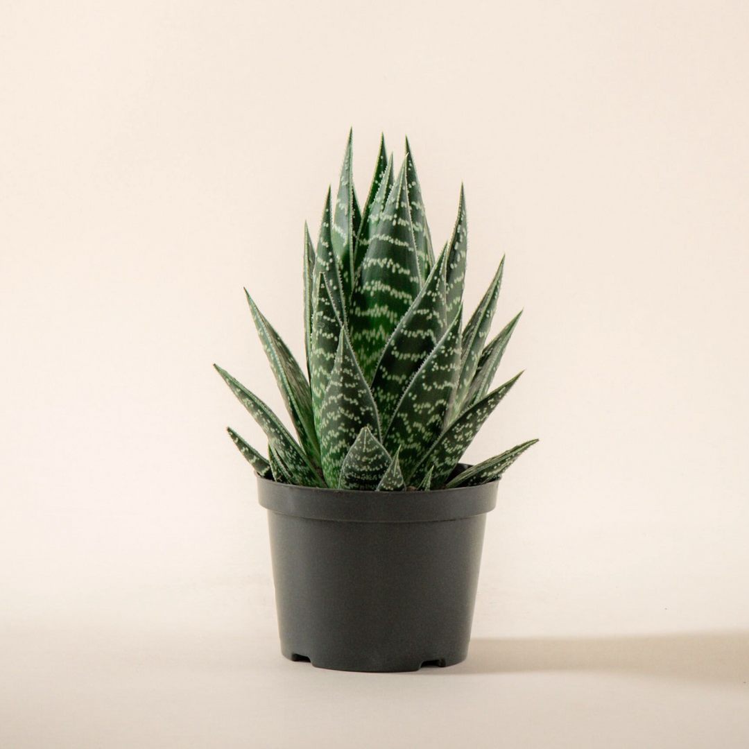 Aloe Tiki Tahi im Anzuchttopf