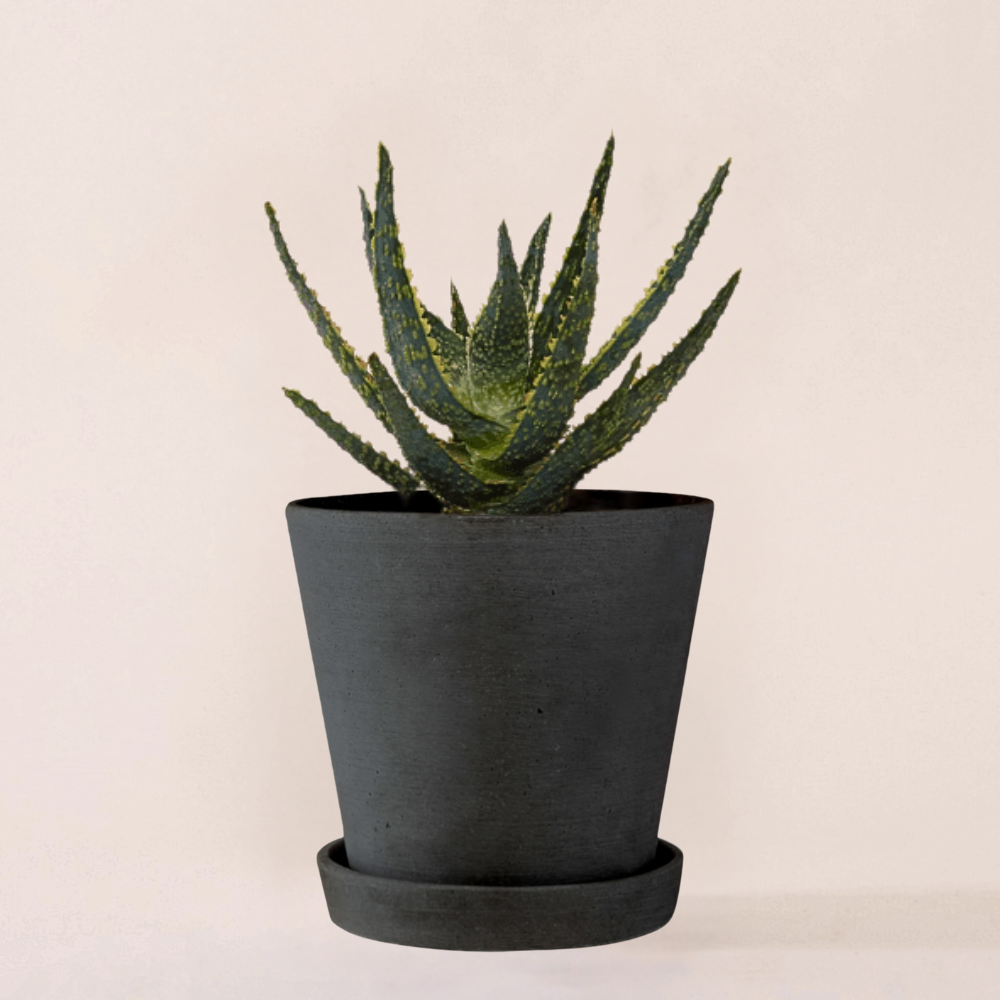 Aloe Zebrina Dannyz fertig eingetopft mit Schweizer Bio Erde im HAY Designer Topf