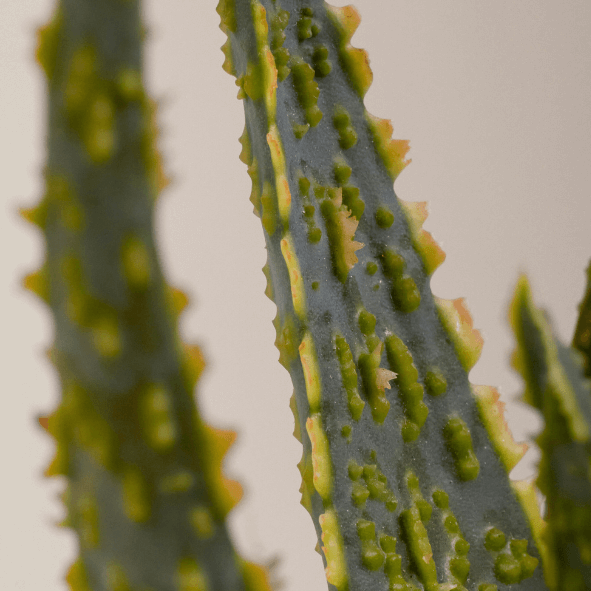 Aloe Zebrina Dannyz Nahaufnahme im Detail