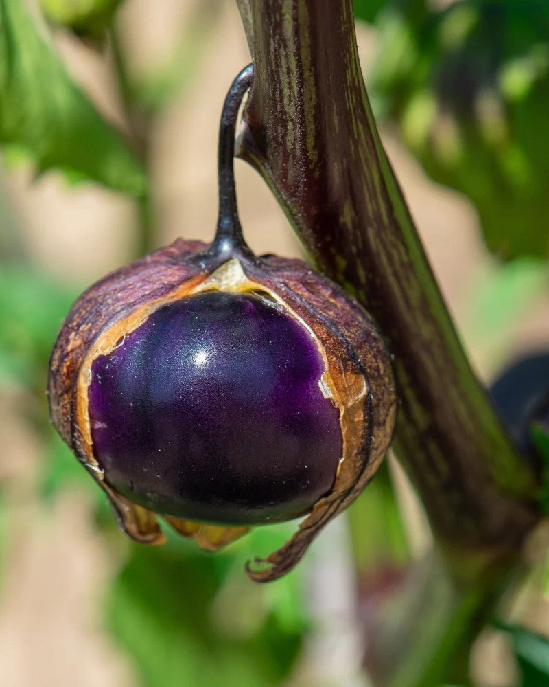 Setzling Bergaubergine "Amethyst"