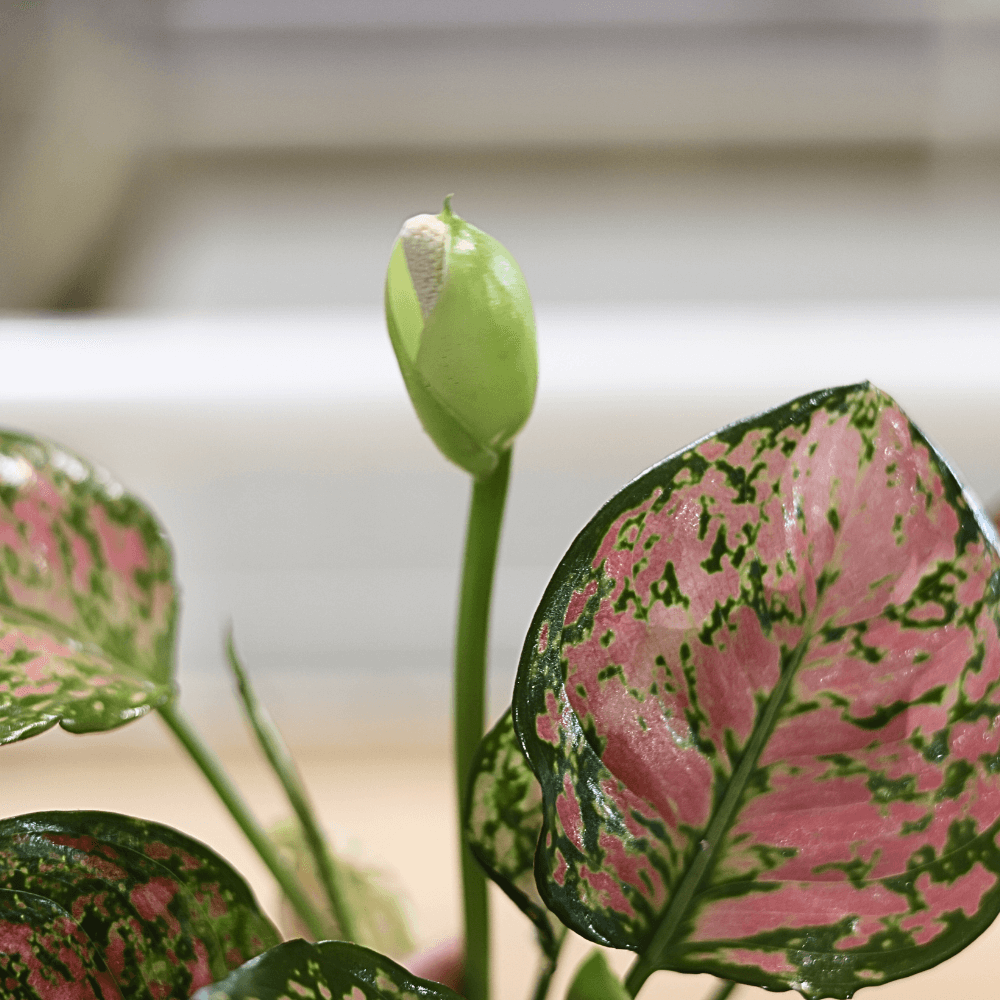 Blüte Kolbenfaden (Aglaonema Spotted Star)