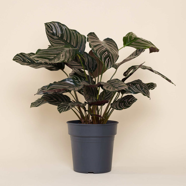 Korbmarante (Calathea Ornata Sanderiana) im Anzuchttopf