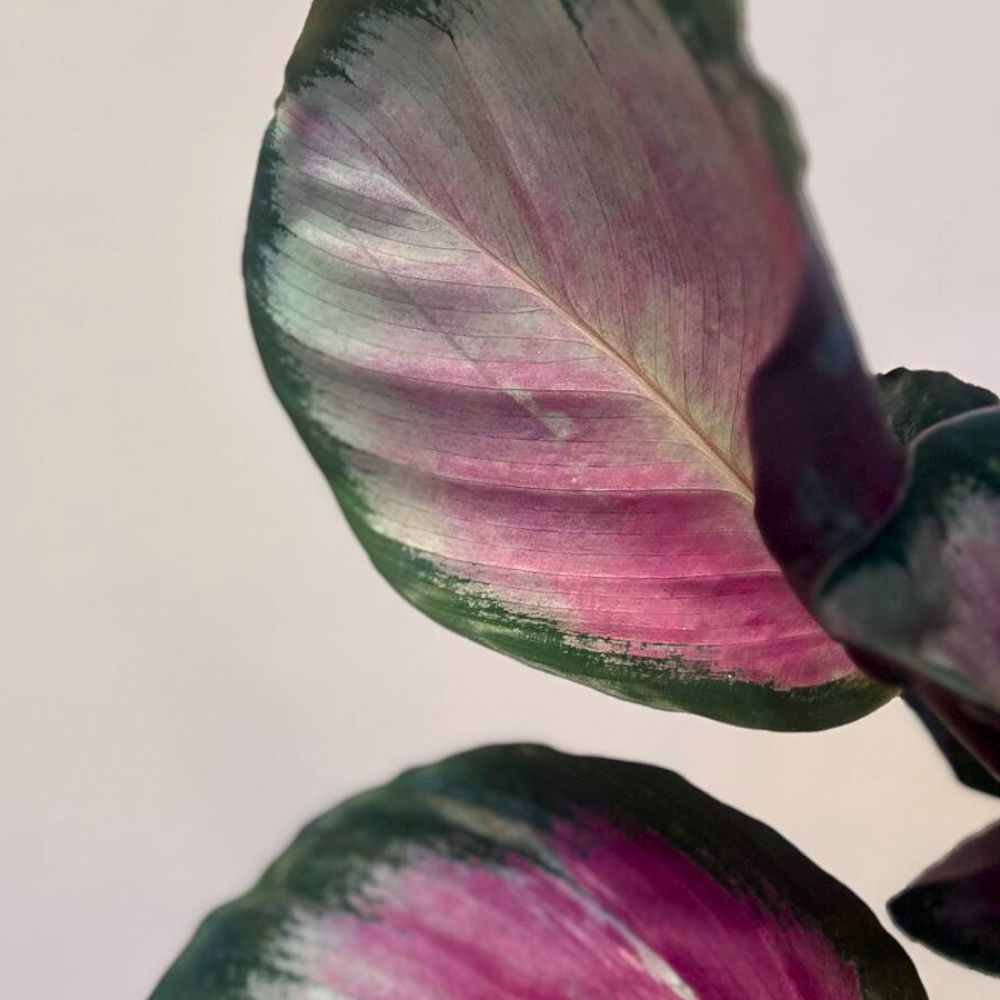 CalatheaRosyDetail