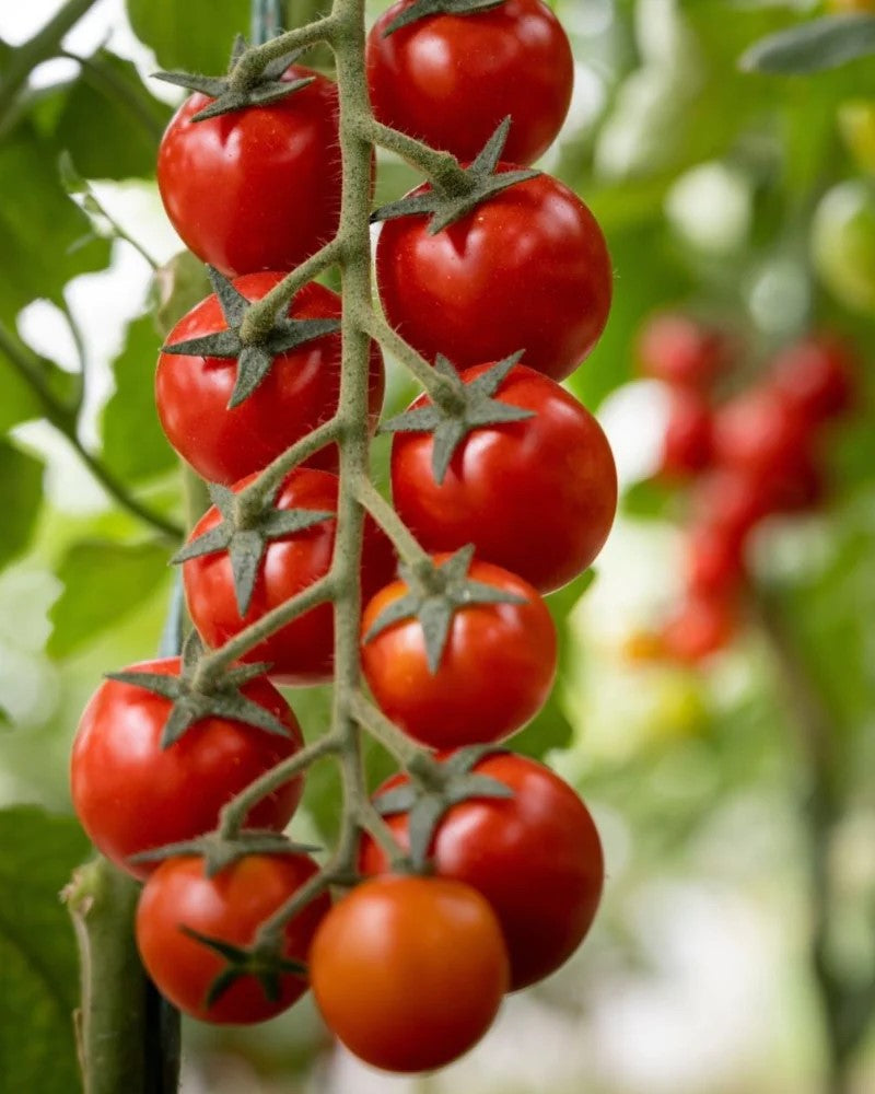 Setzling Cherrytomate "Zwerg"