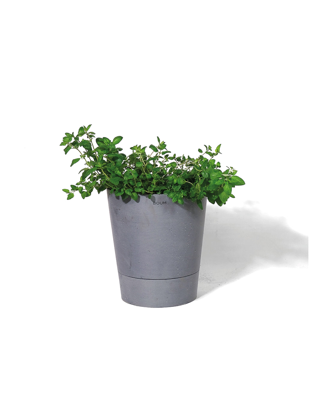 Setzling Oregano "Mediterran"