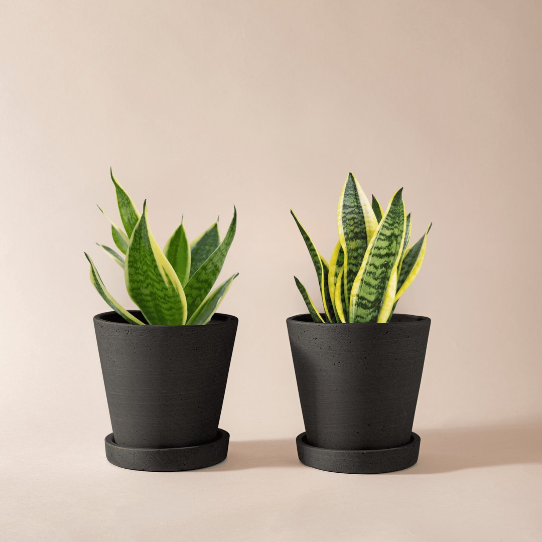 Sansevieria Pärchen