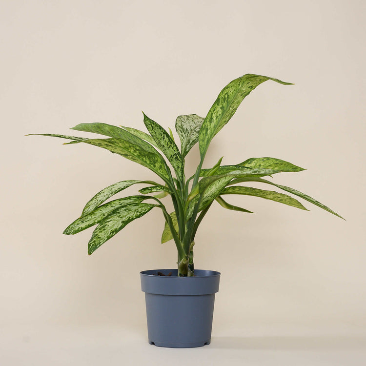 Dieffenbachie (Dieffenbachia Maculata Vesuvius) im Anzuchttopf