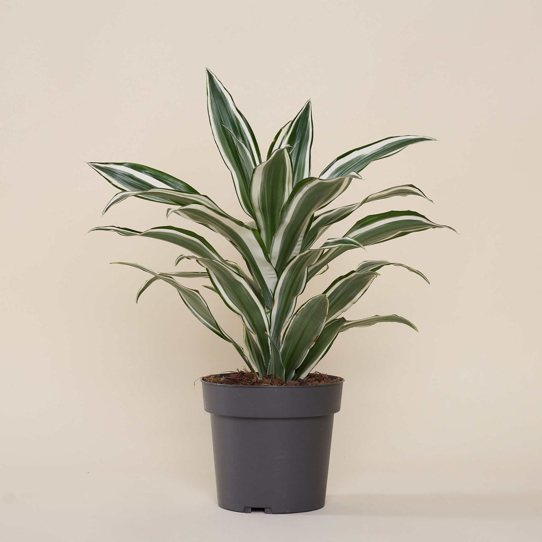 Drachenbaum (Dracaena Warneckeii White Jewel) im Anzuchttopf