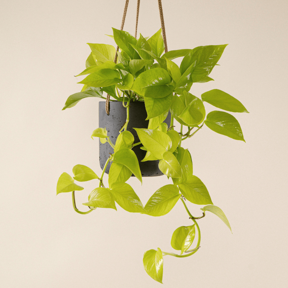 Efeutute Lemon (Epipremnum Aureum Lemon) fertig eingetopft mit Schweizer Bio Erde im anthrazit Pottery Pots Hängetopf