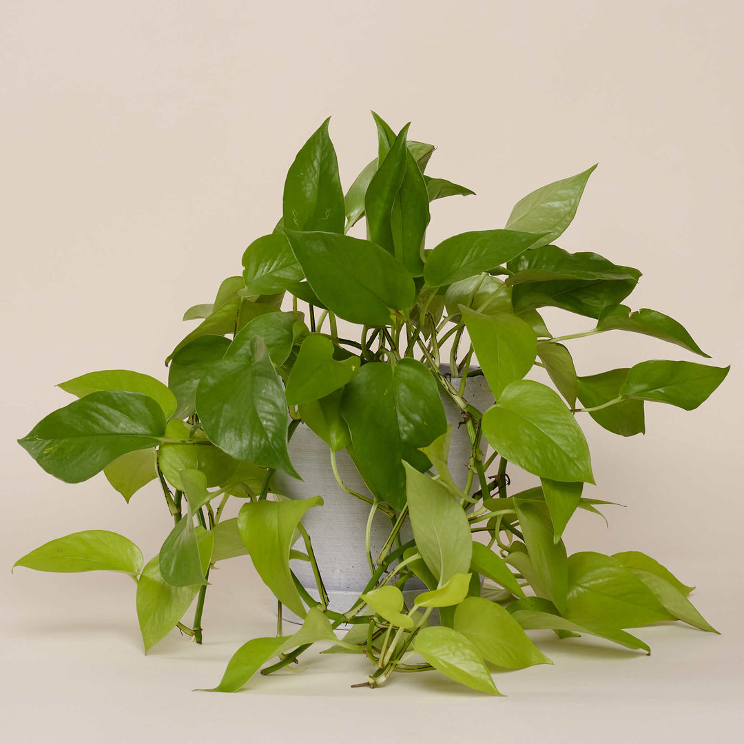 Efeutute Lemon (Epipremnum Aureum Lemon) fertig eingetopft mit Schweizer Bio Erde im HAY Designer Topf