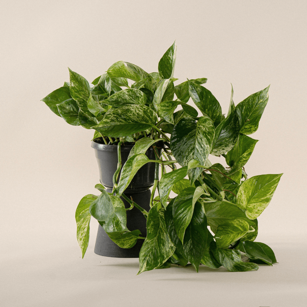 Efeutute Marble Queen (Epipremnum Pinnatum Marble Queen) im Anzuchttopf