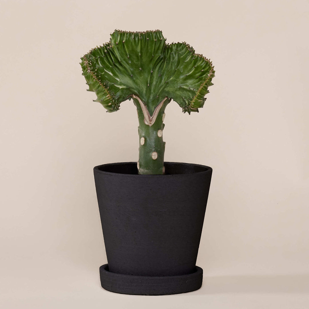Korallenkaktus (Euphorbia Lactea) fertig eingetopft mit Schweizer Bio Erde im HAY Designer Topf