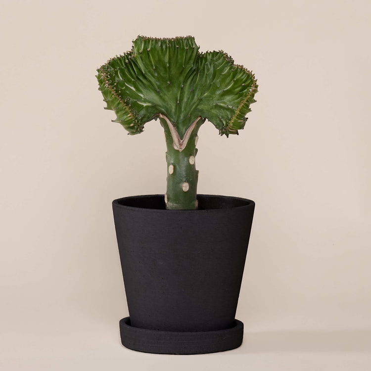 Korallenkaktus (Euphorbia Lactea) fertig eingetopft mit Schweizer Bio Erde im HAY Designer Topf