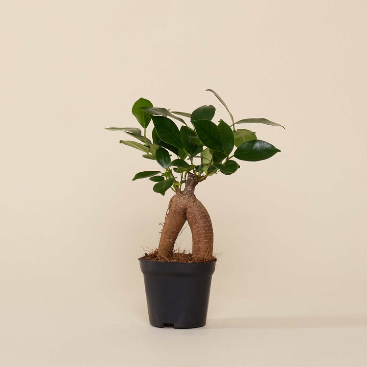 Chinesische Feige / Ficus Bonsai (Ficus Microcarpa Ginseng) im Anzuchttopf